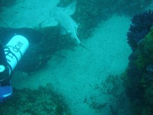 Rare and protected shark species photographed for first time near Croatian island of Ugljan