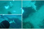 Rare and critically endangered shark species photographed for first time near Croatian island of Ugljan