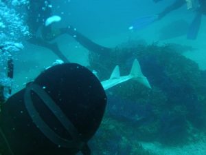 Rare and protected shark species photographed for first time near Croatian island of Ugljan