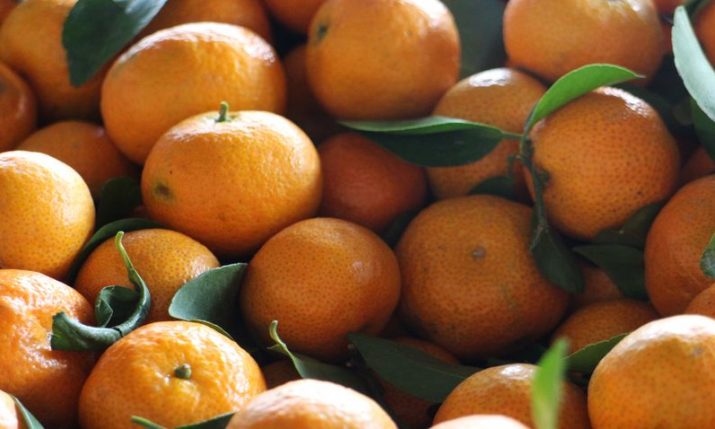 Neretva mandarins: Harvest starts – better quality this year
