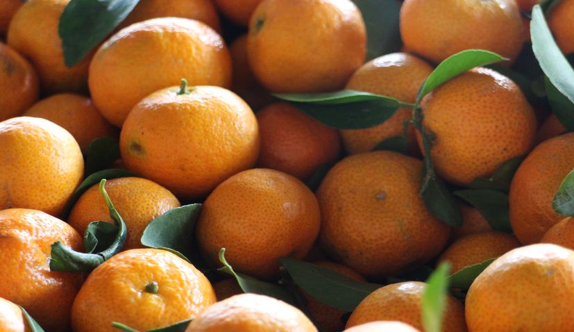 Neretva mandarin harvest starts, better quality mandarins this year
