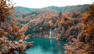 Forests in Croatia in world’s top five for CO2 absorption