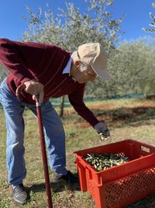 Croatia’s oldest olive oil producer still going strong at 98