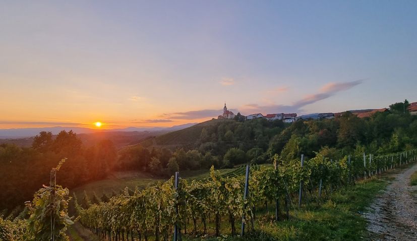 Delvis etik Proportional Vivodina Wine and Walk: Discover top continental Croatian wines | Croatia  Week