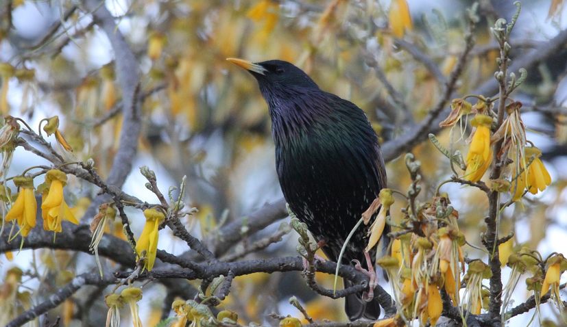 The common starling the most spotted bird in Croatia