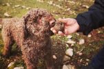Searching for truffles in Dalmatia 