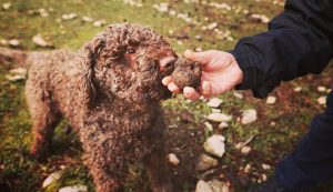 Searching for truffles in Dalmatia 