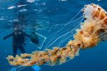 PHOTOS: Scientists encounter gigantic jellyfish in Croatia’s Adriatic Sea