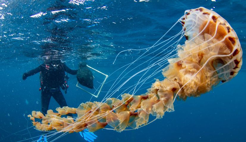 PHOTOS: Scientists encounter gigantic jellyfish in Croatia’s Adriatic Sea