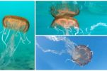 PHOTOS: Mysterious jellyfish spotted in Croatia’s Adriatic Sea