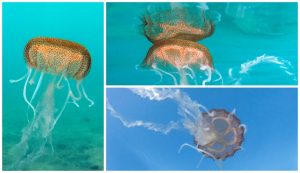 Mysterious jellyfish spotted in Croatia’a Adriatic Sea
