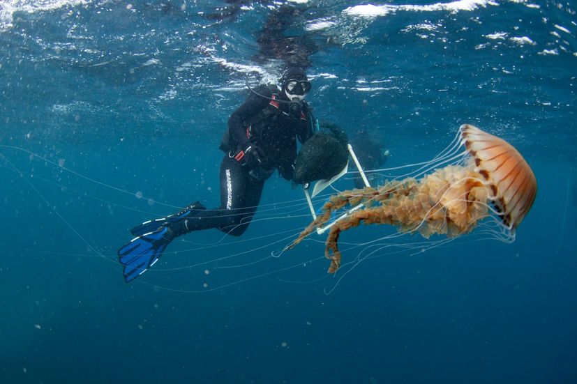 One of the biggest jellyfish seen in Croatia’s Adriatic Sea