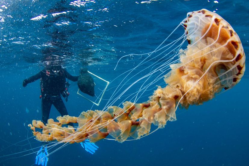 One of the biggest jellyfish seen in Croatia’s Adriatic Sea