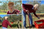 Croatia loses its oldest active olive oil producer