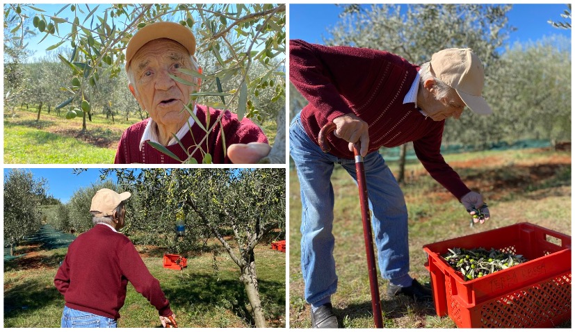Croatia’s oldest olive oil producer still going strong at age 98