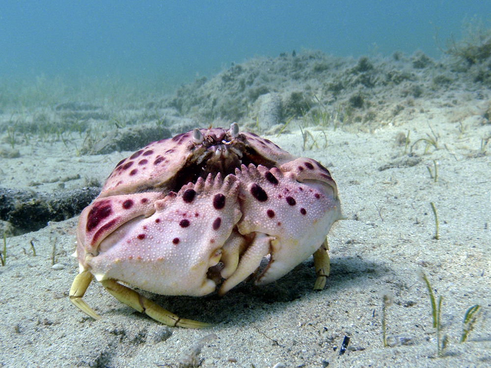 Mayday Mayday Medulin: Fascinating underwater photo exhibition highlights need to protect beautiful Croatian sea 