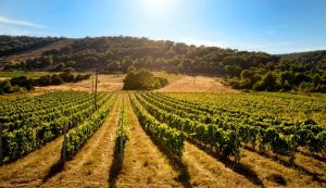Croatian wines to be promoted in Brazil