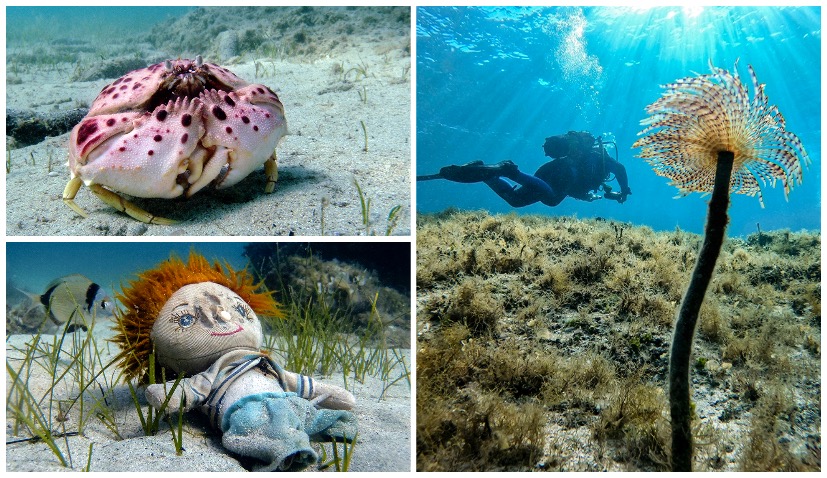 Mayday Mayday Medulin: Fascinating underwater photo exhibition highlights need to protect beautiful Croatian sea