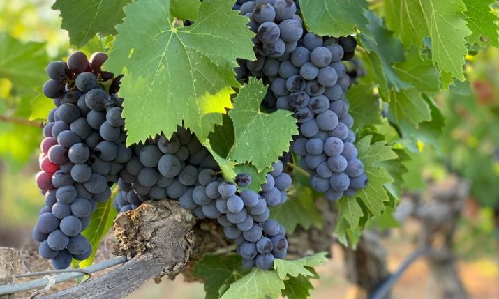 Winemaker of Grgich Hills in US dives into Tribidrag’s history on National Zinfandel Day