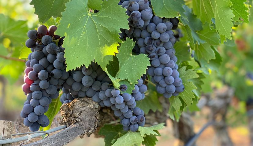 Winemaker of Grgich Hills in US dives into Tribidrag’s history on National Zinfandel Day