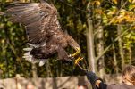 Falconry in Croatia inscribed on UNESCO’s list of intangible heritage