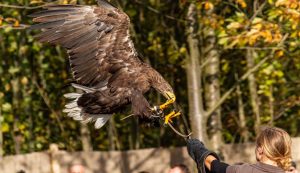 Falconry in Croatia inscribed on UNESCO's list of intangible heritage