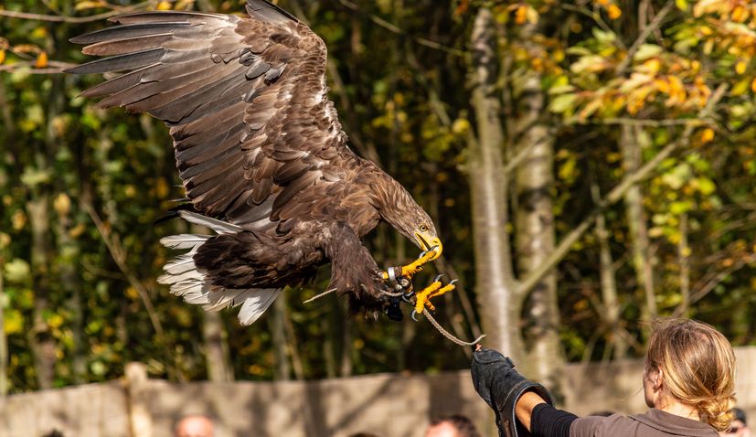 Falconry in Croatia inscribed on UNESCO’s list of intangible heritage