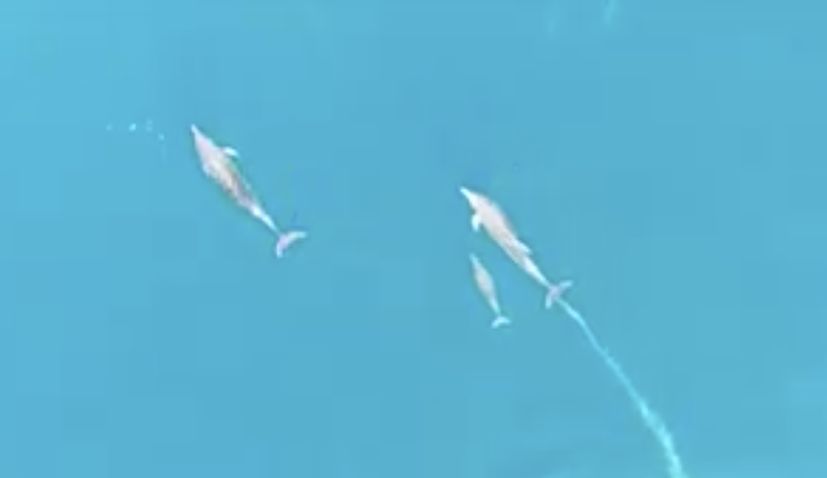 VIDEO: Interesting dolphin mother and newborn interaction in Cres-Lošinj archipelago