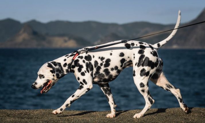Meet the Croatian dog breeds