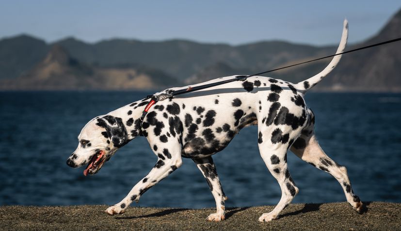 Meet the Croatian dog breeds