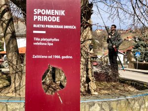 One of the oldest trees in Croatia: 780-year-old large-leaved linden tree to be preserved in gene pool conservation project
