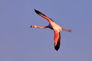 Rare sight as flamingo returns to Croatia’s Nin lagoon 