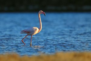 Rare sight as flamingo returns to Croatia’s Nin lagoon 
