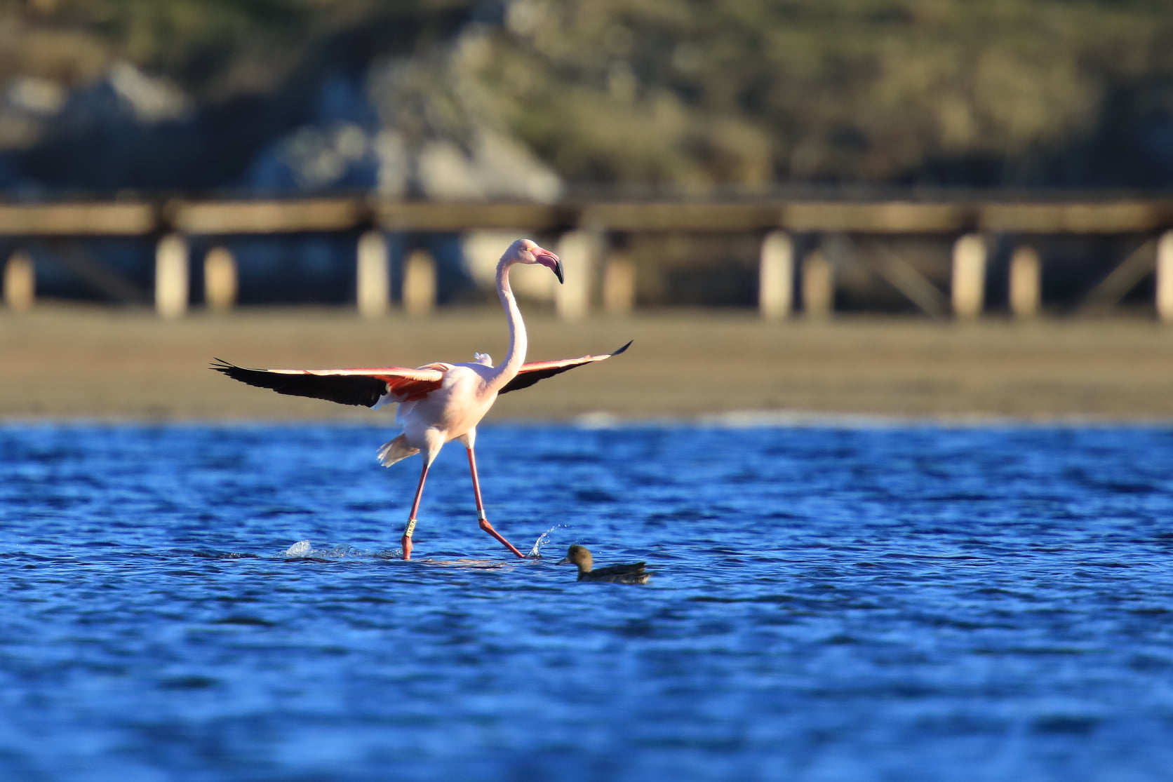  Rare sight as flamingo returns to Croatia’s Nin lagoon 