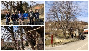 One of the oldest trees in Croatia: 780-year-old large-leaved linden tree to be preserved in gene pool conservation project