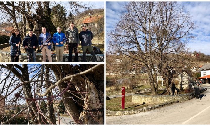 One of the oldest trees in Croatia – 780-year-old large-leaved linden – to be preserved in gene pool conservation project