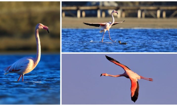 PHOTOS: Rare sight as flamingo returns to Croatia’s Nin lagoon 