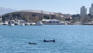 Rare sight in front of Poljud stadium in Split as dolphins play