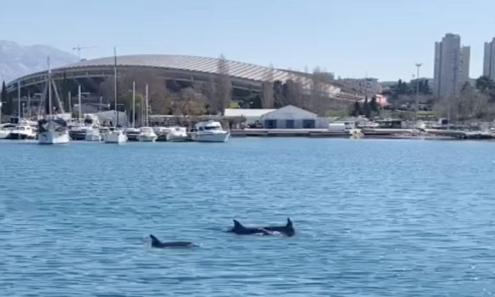 VIDEO: Rare sight in Split as dolphins play in front of Poljud stadium