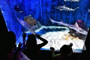 Aquarium Pula, the largest aquarium in Croatia, awarded for outstanding efforts in marine conservation