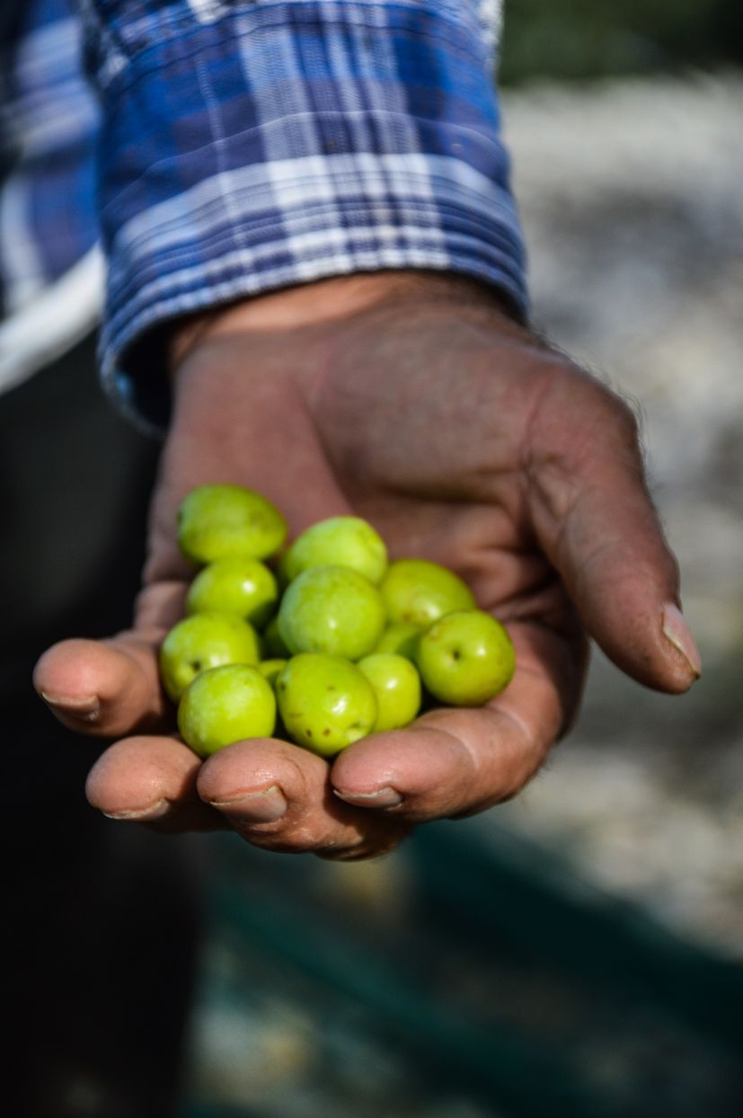 Biggest olive grower and oil event on Croatia’s biggest olive island 