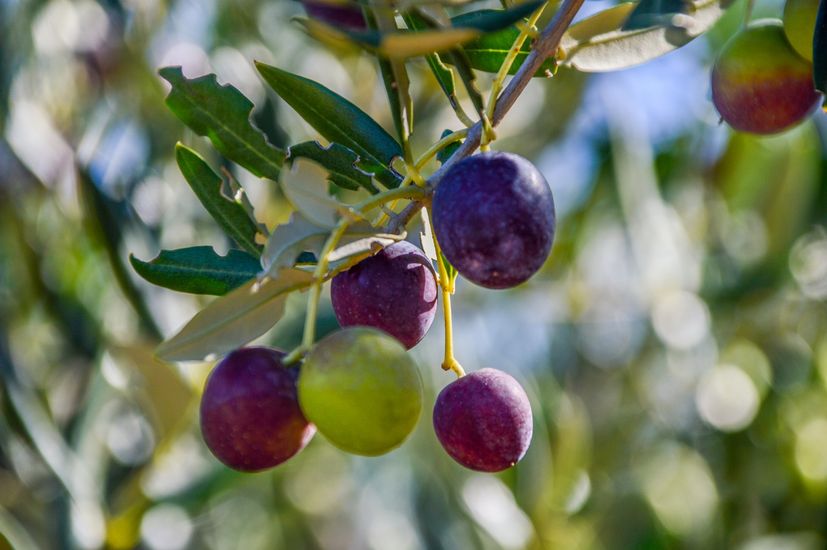 The biggest olive and oil event on Croatia's largest olive island 