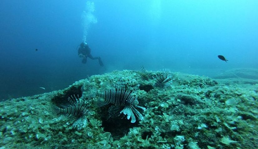 Scientists develop a plan to manage lionfish populations in the Mediterranean
