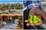 Biggest olive grower and oil event on Croatia’s biggest olive island 