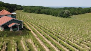 Success in Slavonia: Feravino taking the world wine scene by storm