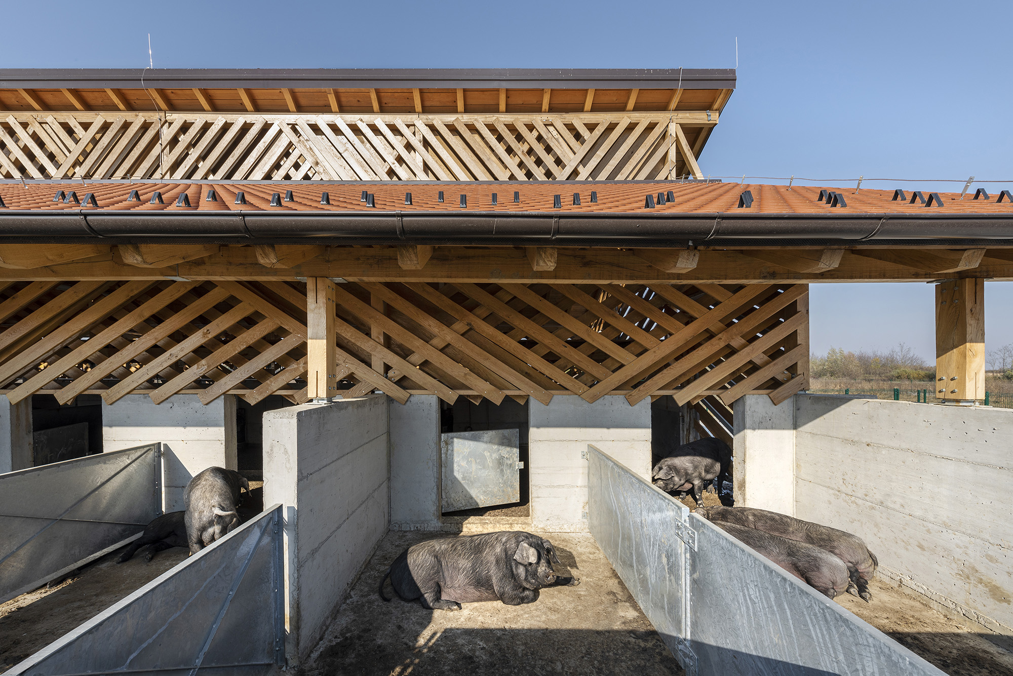 Impressive Black Slavonian Eco Pig Farm in Croatia up for architect award 