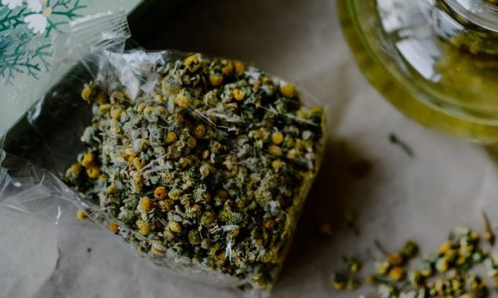 Croatian chamomile a success story around the world