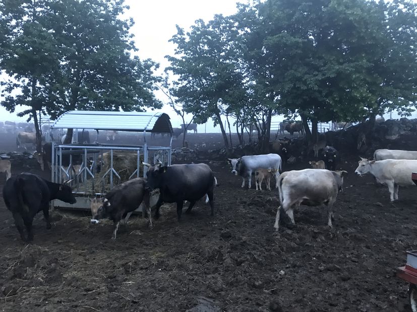 Lika Buša: Preserving Croatia's native cattle breed