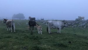 Lika Buša: Preserving the native cattle breed from Croatia