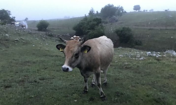 Buša: Preserving the native cattle breed from Croatia in Lika